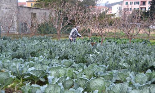 STORIA, RACCOLTA E FUTURO DEI CAVOLI DI VALLEGGIA