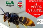 CONOSCIAMO LA VESPA VELUTINA
