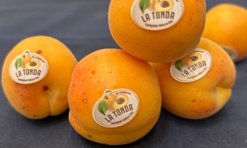 CONOSCIAMO LA TONDA DI COSTIGLIOLE SALUZZO